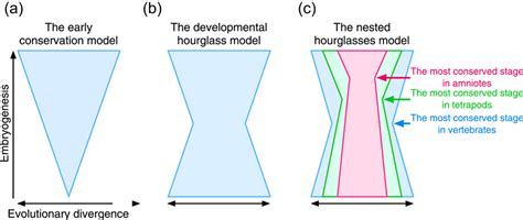 The Developmental Hourglass Model And Recapitulation An Attempt To
