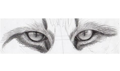 How To Draw A Realistic Cat Eye