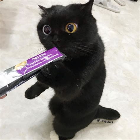 Cat Face In Milk Meme - CATQP