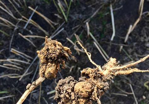 Four Canola Diseases To Watch For Grainews