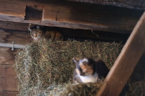 Barn Cats In The Barn The Natural Order Harbinger Of Spring Bedlam Farm