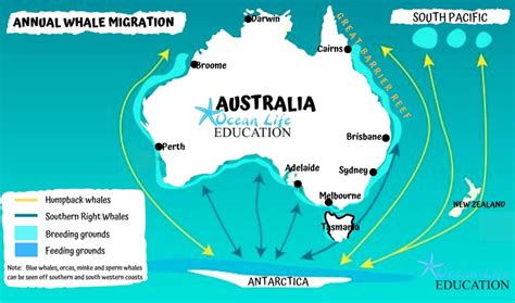 Where To See The Annual Humpback Migration On East Coast Australia