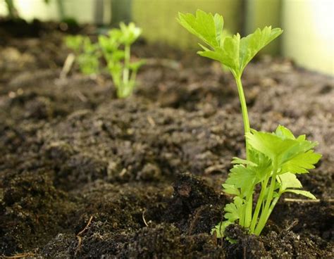 Growing Celery A Guide On How To Grow Celery In Your Garden