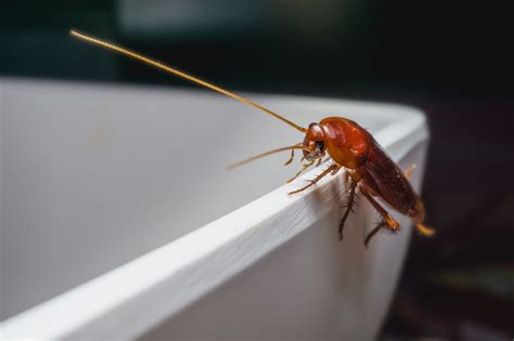 Maybe you would like to learn more about one of these? How to Prevent Cockroaches from Invading Your Apartment ...