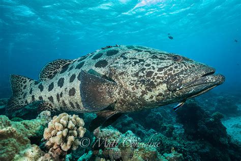 Giant Potato Cod Great Barrier Reef Matt Considine Travel Photography