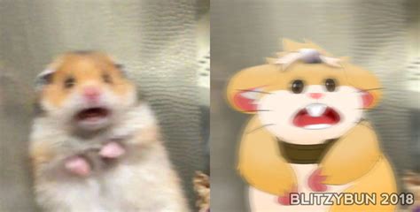 Scared Hamster Know Your Meme