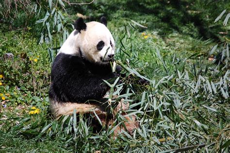 Mei Xiang The Giant Panda Eating Bamboo At The Smithsonian National