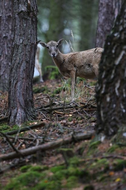 Premium Photo Big European Moufflon In The Forest Wild Animal In The