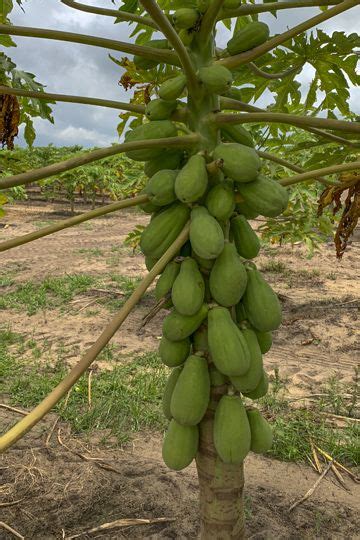 A Solo Papaya Bush Not Tree Almost Looks Like An Antenna With Stick