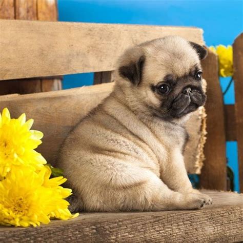 Get the best deal for artificial mums flowers from the largest online selection at ebay.com. pugs for sale, pug puppies for sale near me Las Vegas ...