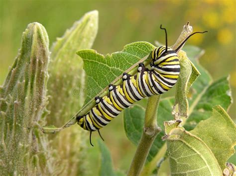 Monarch Larva A Monarch Butterfly Larva Feeding On Milkweed Leaves