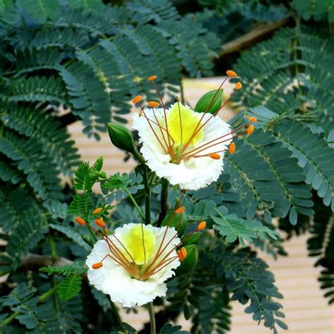 Delonix Elata Tree 5 Seeds, White Gulmohar Poinciana Bonsai | The Plant ...