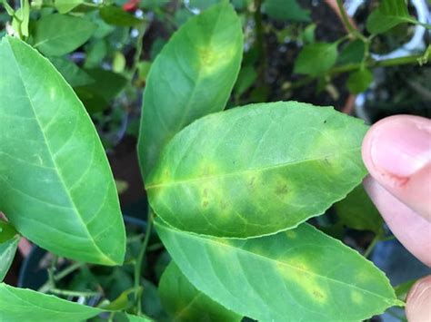 People often wonder why their fruit tree has dropped or shed fruit before they get a chance to ripen! Leaf Drop On My Lemon Tree | Leafandtrees.org