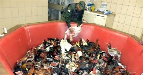 G1 Com 300 aves homem é preso no ES por organizar brigas de galo