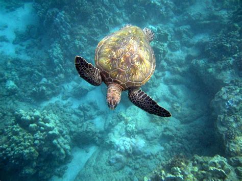 Sea Turtles On Maui Beach Hawaii
