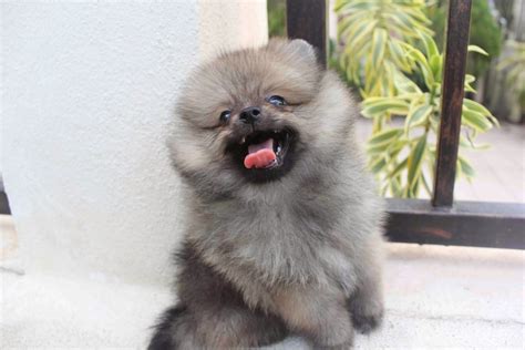 The truth regarding miniature pomeranians. LovelyPuppy: 20131023 Sable Color Mini Pomeranian Puppy