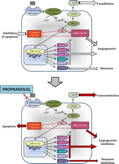 (1) decreased cardiac output, (2) inhibition of renin release by the kidneys, and (3). Hypothetical model of propranolol mechanism of action ...