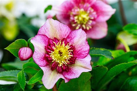 The 30 Best Winter Plants From Winter Flowers To Bedding Plants
