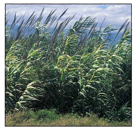 Giant Reed Arundo Donax Lwild Cane Alternative Medicine