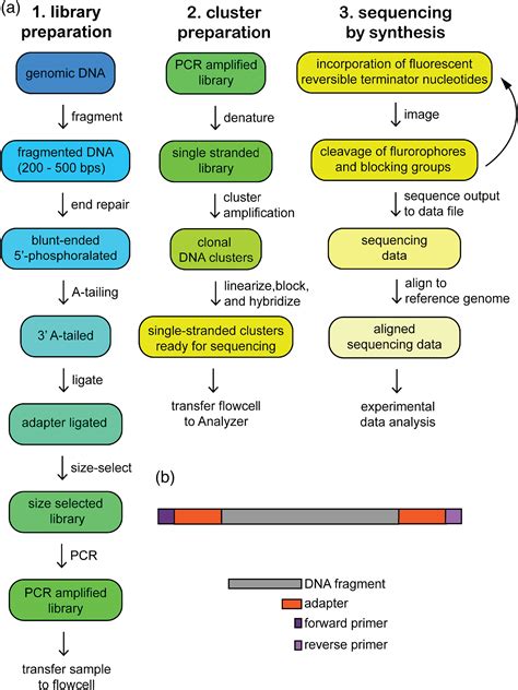 Genome Sequencing Guide An Introductory Toolbox To Whole‐genome