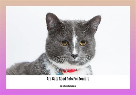 Are Cats Good Pets For Seniors Exploring The Benefits Of Feline