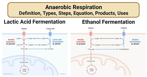Anaerobic Respiration Definition Types Steps Equation Products Uses