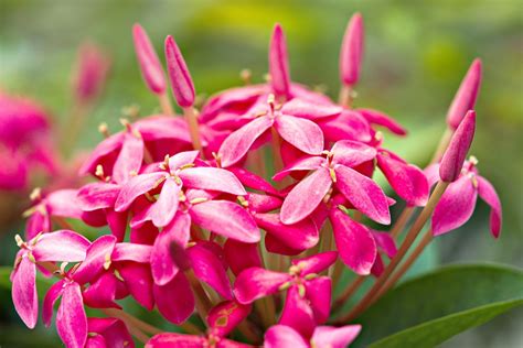 Ixora Flowers Plant Pink Free Photo On Pixabay Pixabay