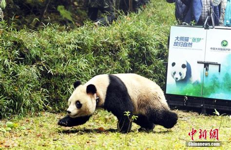2 Captive Bred Pandas Back In Nature Cn
