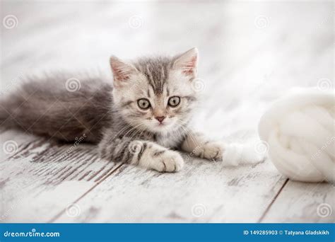 curious gray kitten stock image image of home playing 149285903