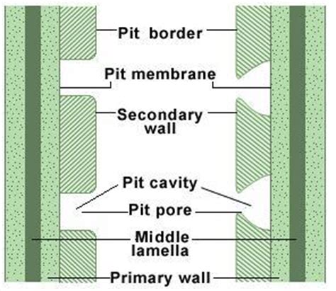 Check spelling or type a new query. Plant Anatomy Test 1 - Ecology And Evolutionary Biology ...
