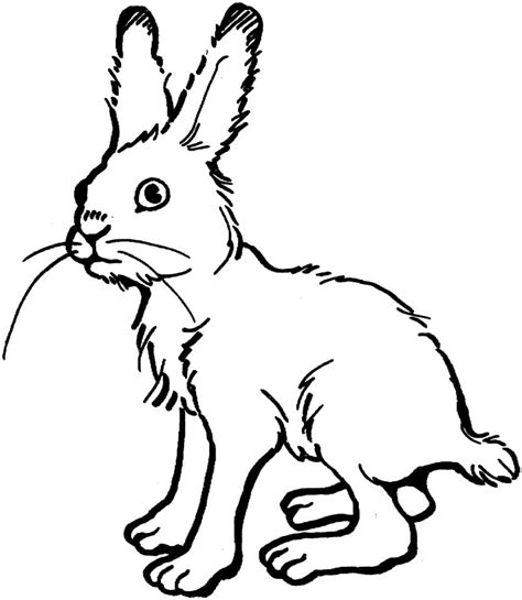 Jack Rabbit Coloring Page