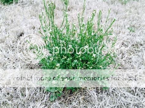 Texas Lawn Weed Identification Chart