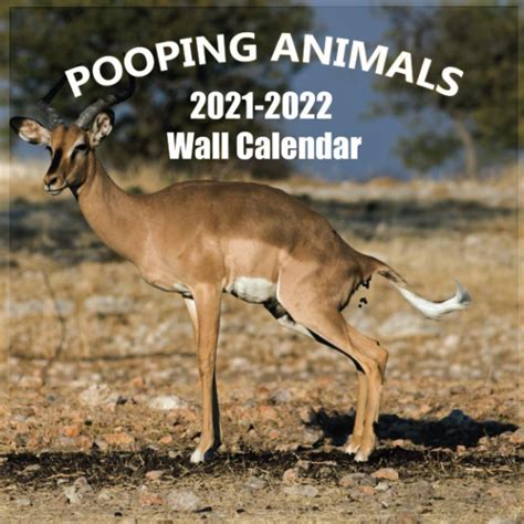 Buy Pooping Animals 2021 2022 Wall Calendar Hilarious And Rare Pooping