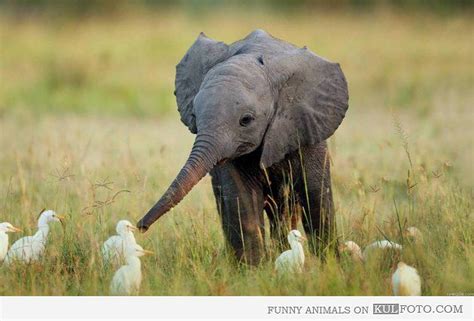 Baby Elephant Playing With Cranes Cute And Funny Baby
