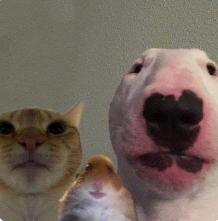 Funny and cute hamster video tiktok from tiktok pets,hamster,cat,dog,hooman,petshop,hewan peliharaan this is hamster cult meme. Пин от пользователя Мильпапс на доске мемные фотки в 2020 ...