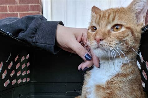 Bridgeport Cat Rescuer Who Saved 3 Legged Kitten Amazed As Chicagoans