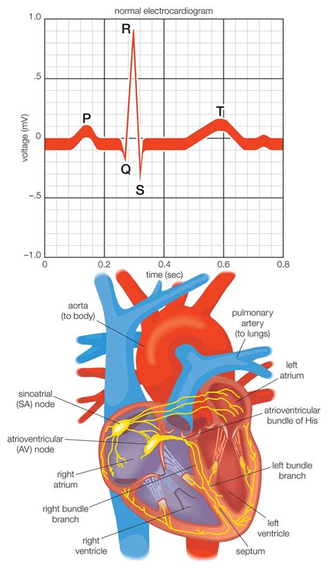The Cardiac Electrical System And How The Heart Beats