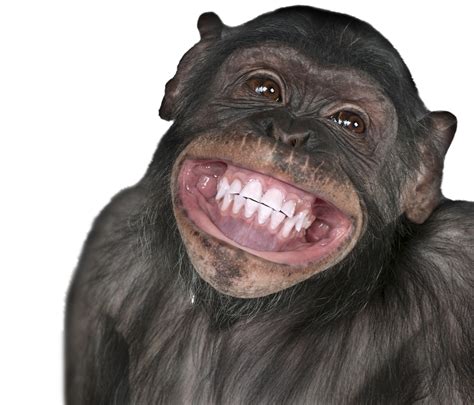 Cartoon Monkey Face Png Sunny Smiley Face Clip Art At