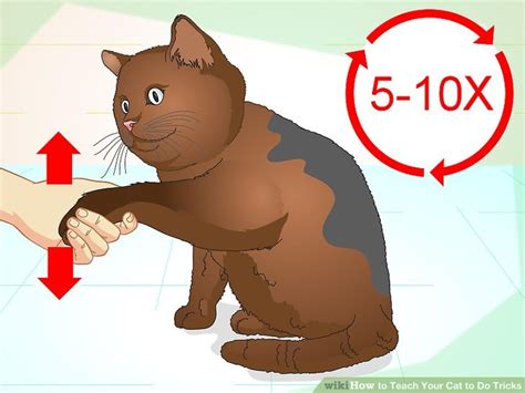 How To Teach Your Cat To Do Tricks 15 Steps With Pictures