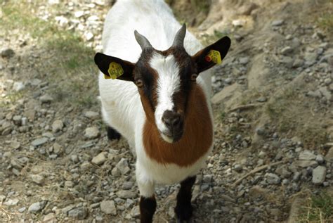 Free Images Kid Animal Cute Horn Pet Pasture Livestock Sheep