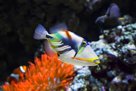Triggerfish Facts And Beyond Biology Dictionary