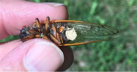 Video Shows Cicada With Psychedelic Fungus Is Tripping Too Hard To Have Sex