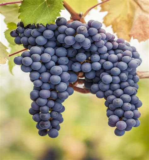 Pinot Noir Seductive Red Wine The Ultimate Grape Guide