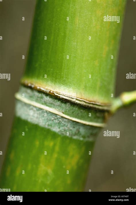 Bamboo Stalk Extreme Close Up Stock Photo Alamy