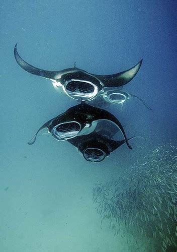 Close Secret World Of The Giant Manta Ray A Bbc Nature Cre Flickr