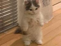 410 Best Small Standing Cat Icon Meme Pfp Ideas Cat Icon Anime Cat