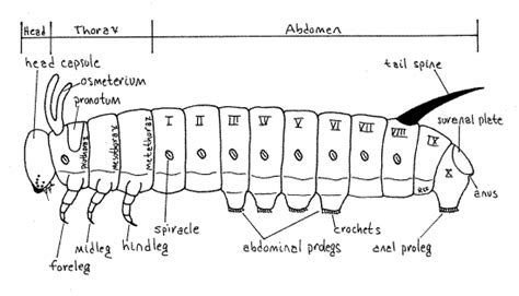 Luna Moth Digestive System Thelunamothresource