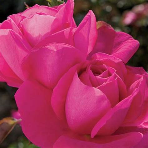 Buy Miss All American Beauty Online Chamblees Rose Nursery