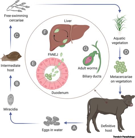 Insights Into Fasciola Hepatica Juveniles Crossing The Fasciolosis