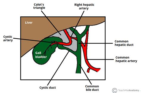 Calots Triangle Borders Contents Cholecystectomy